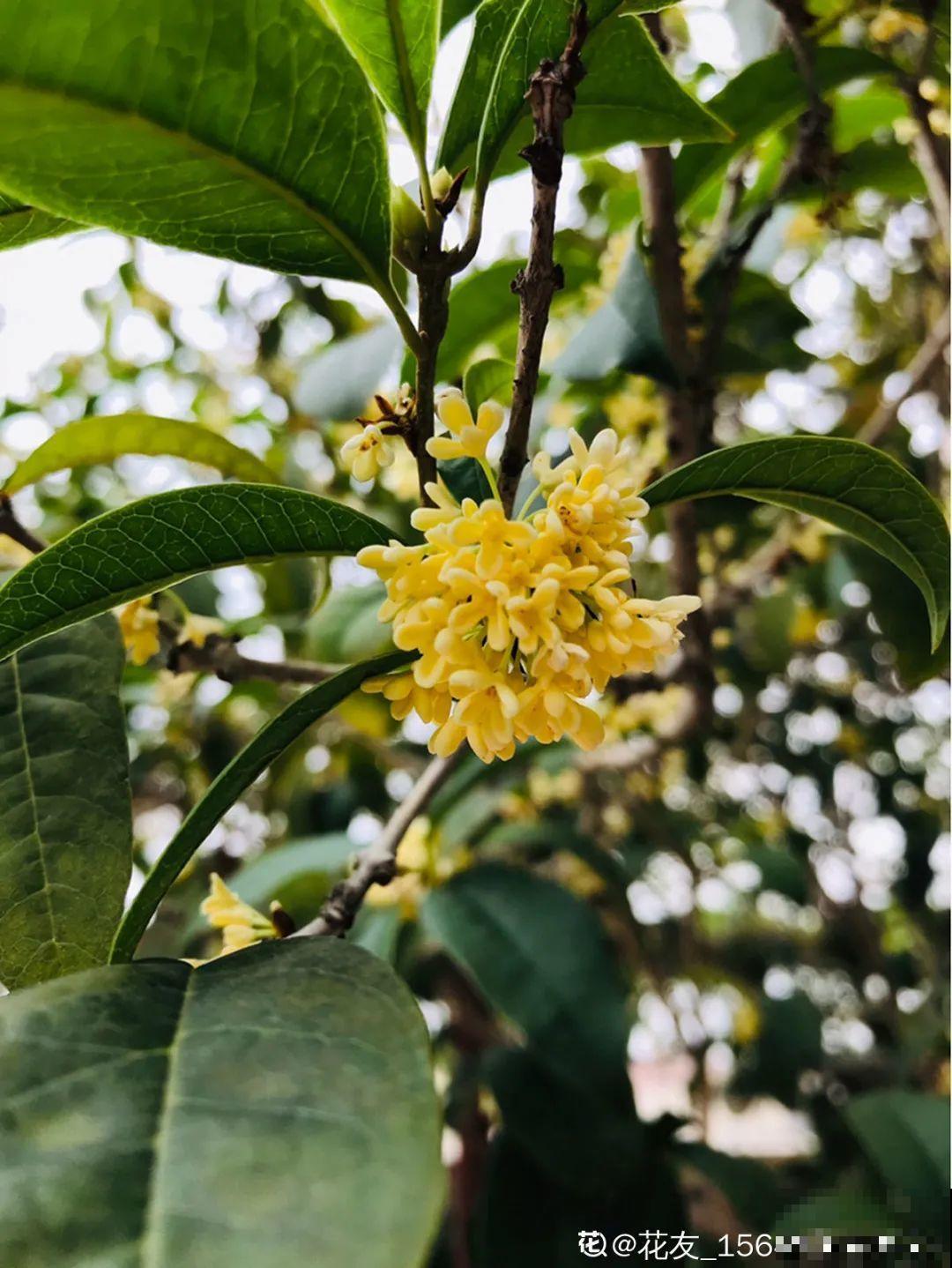 20种花秋天浇水避坑指南，现在就注意，来年长更好！