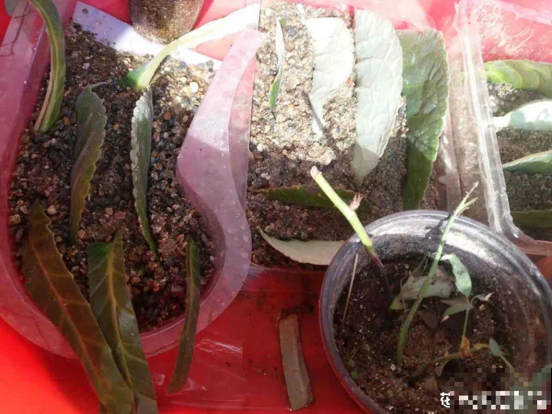 旧筷子、老干妈瓶，都是养花宝贝，做盆浇水都能用！