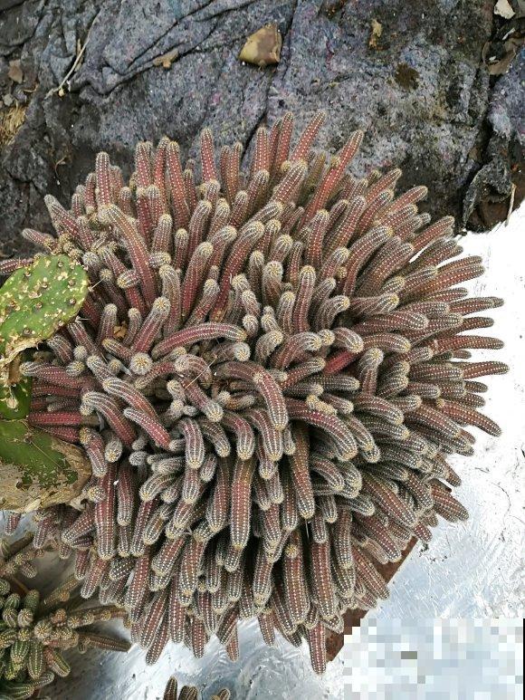 长得最快的多肉，满盆毛毛虫，开花比月季还艳！