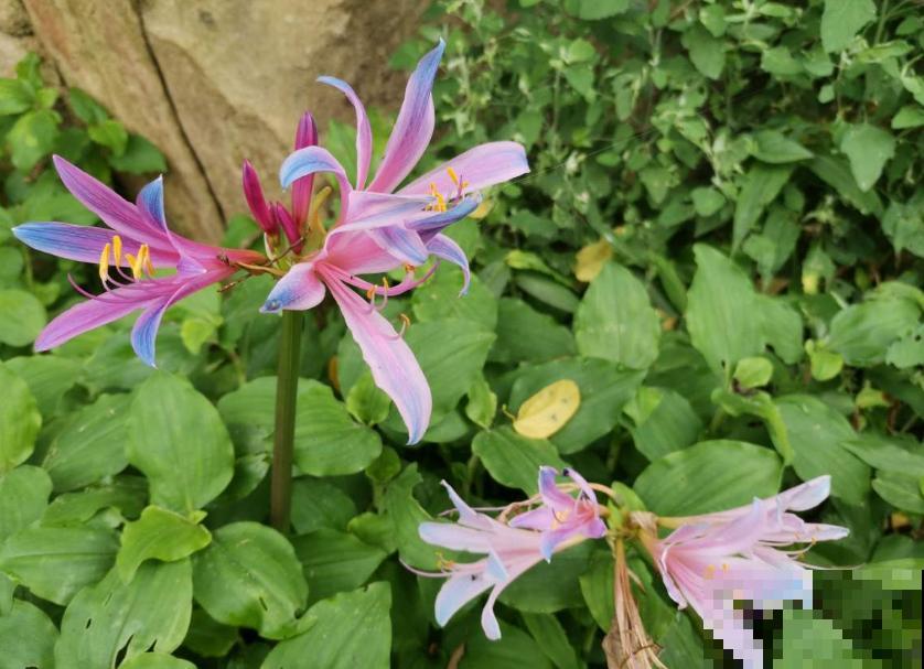 石蒜科的花,个比个漂亮,却是危险的有毒植物! 石蒜科的花,个比个漂亮,却是危险的有毒植物!