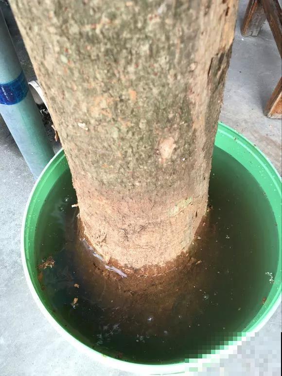 换盆有讲究,不能乱来,伤到根部就惨啦! 换盆有讲究,不能乱来,伤到根部就惨啦!