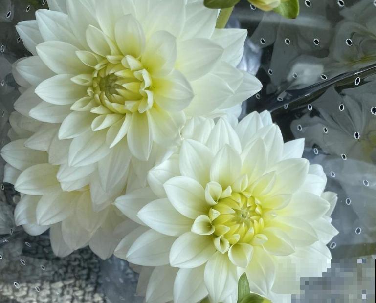 这些花一个比一个好看,但是大家都不喜欢,难道是不吉利? 这些花一个比一个好看,但是大家都不喜欢,难道是不吉利?