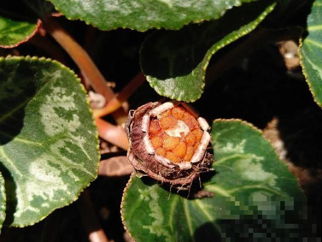 花开完别剪,再等15天,能收上千粒种子! 花开完别剪,再等15天,能收上千粒种子!