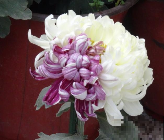 这些花都有一个共同的品种名,买花时,不要搞混了! 这些花都有一个共同的品种名,买花时,不要搞混了!