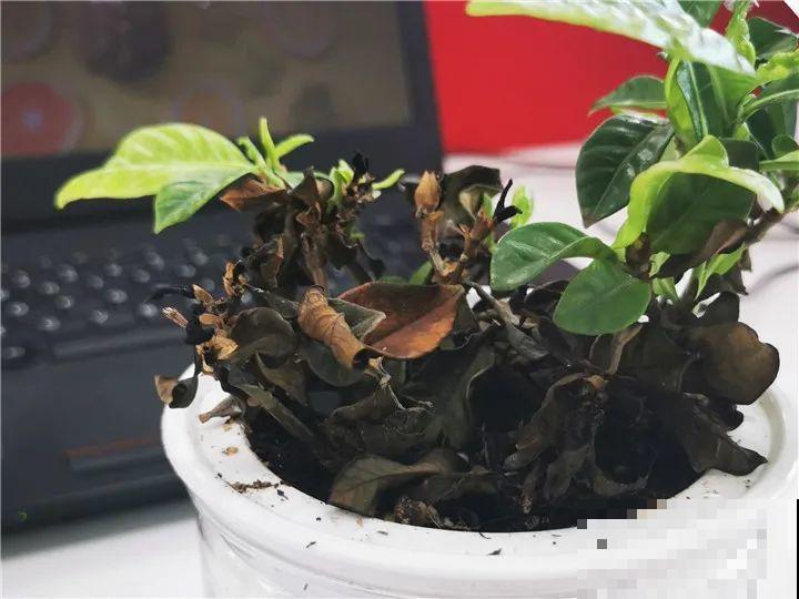 公认难养的花,养一盆死一盆,从来没有养活过! 公认难养的花,养一盆死一盆,从来没有养活过!