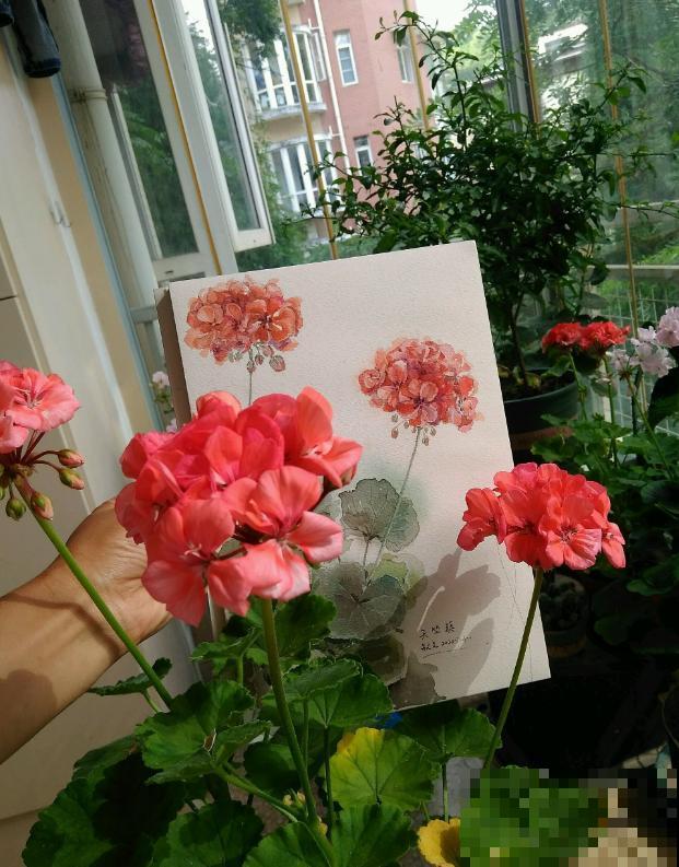 她家的花一开，就赶紧画成水彩画，比真花还美！