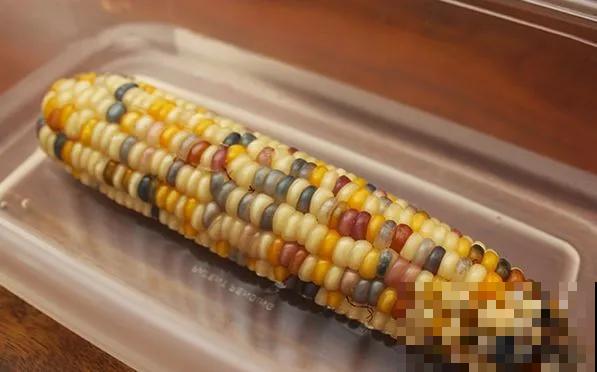 玉米掰一半，泡水里长成绿植，比花还美