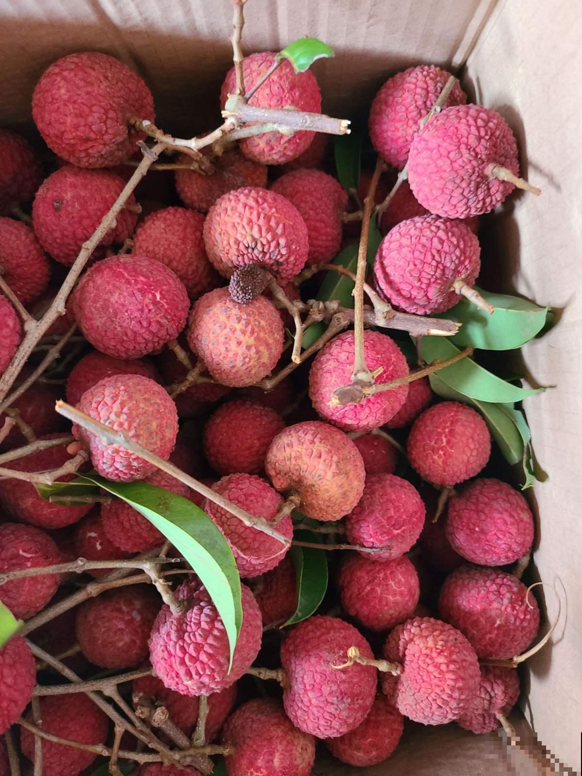 吃不完的水果别扔，妙手一改成盆栽，谁看了都得竖大拇指！