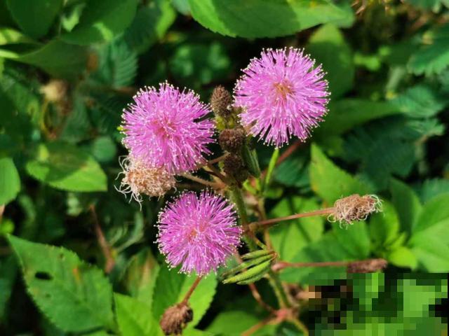 家里有老人,7种花别养在家,对身体不好 家里有老人,7种花别养在家,对身体不好