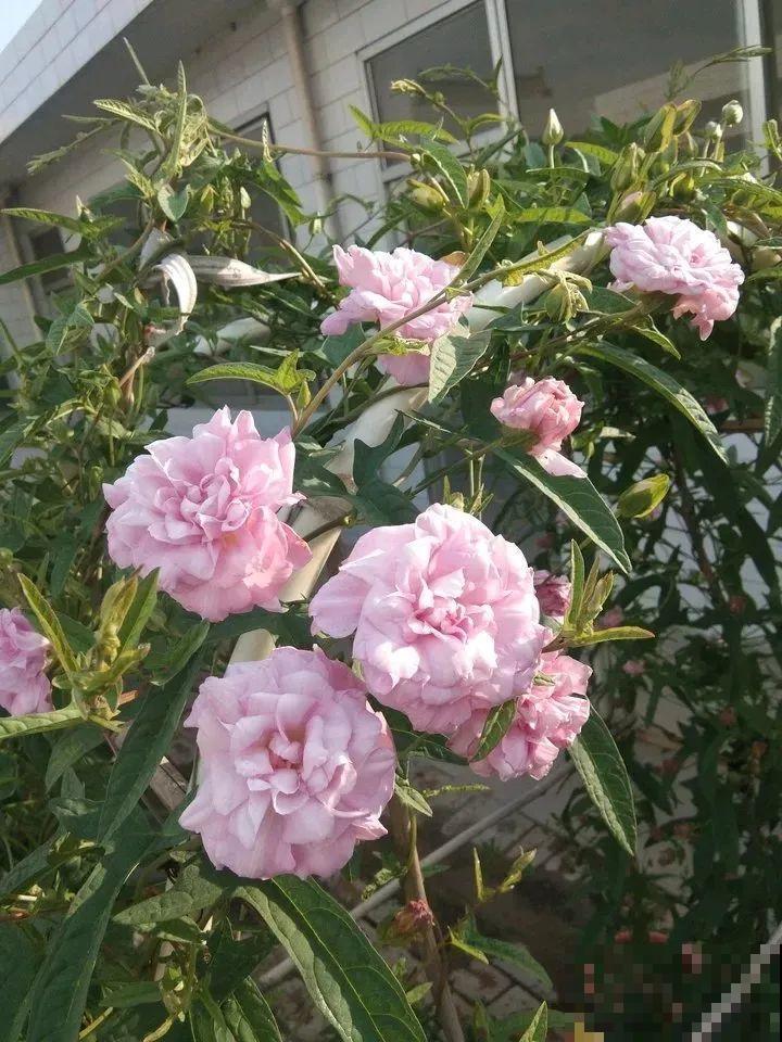 这花太好养,-40℃冻不死,1年能长6米! 这花太好养,-40℃冻不死,1年能长6米!