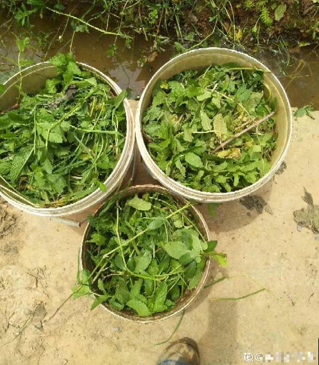 扦插这些花,只需摘几片叶子,生根太容易! 扦插这些花,只需摘几片叶子,生根太容易!