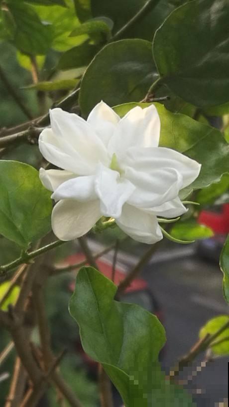 养茉莉，要会“煮”，学会“煮”开花越多