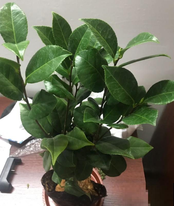 马上处暑了,这5种花最怕闷,别再浇水了! 马上处暑了,这5种花最怕闷,别再浇水了!