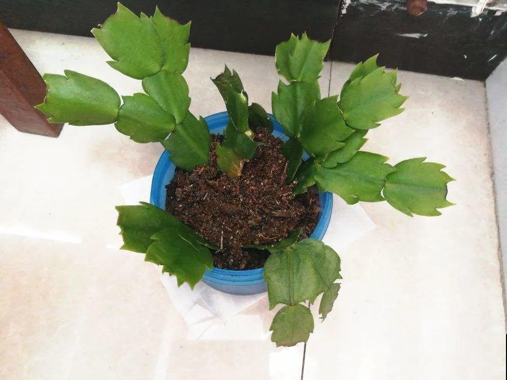 扦插有啥难？1根吸管，插活6盆花，太简单了！