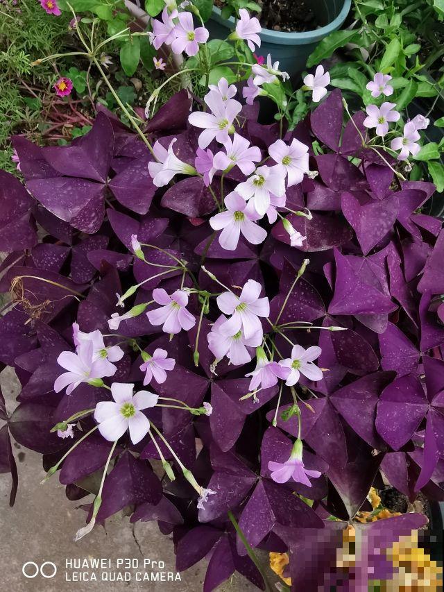 一把小球种盆里,呼呼爆开花,原来是酢浆草 一把小球种盆里,呼呼爆开花,原来是酢浆草