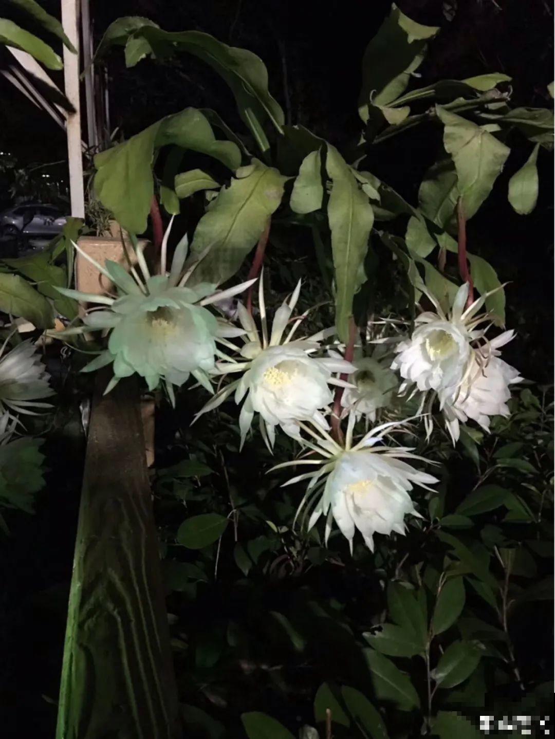 11种花,下个月就开花,现在养护是关键! 11种花,下个月就开花,现在养护是关键!