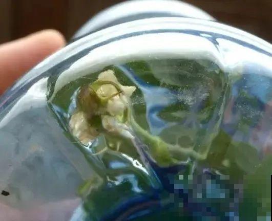 扦插有啥难？1根吸管，插活6盆花，太简单了！