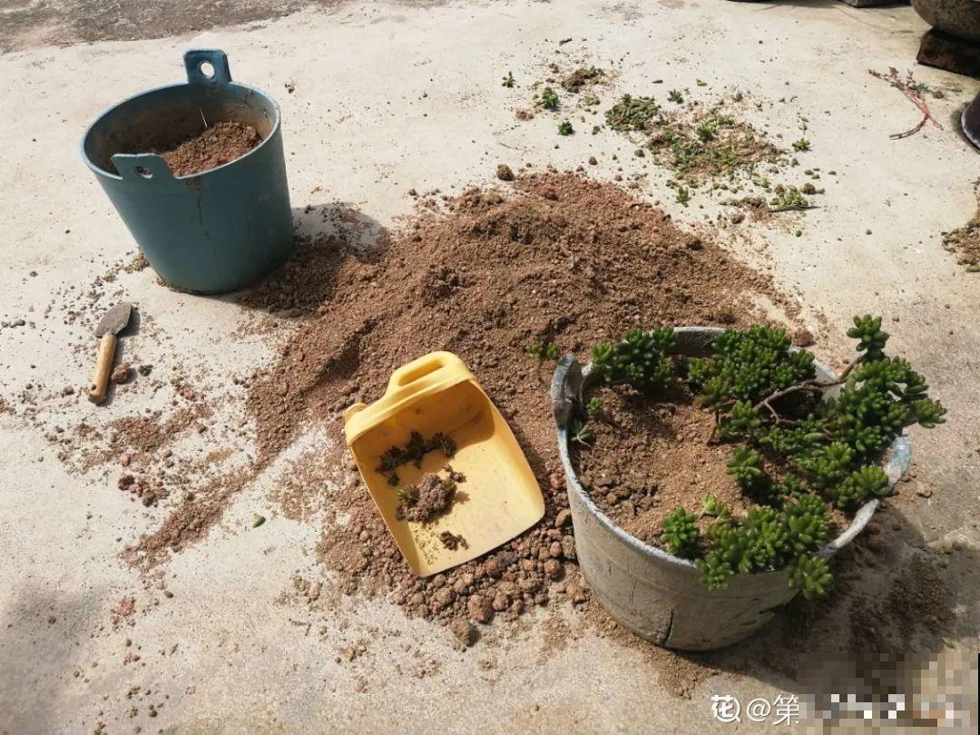 换盆扦插要抓紧，现在正是最佳时期，再晚来不及了！