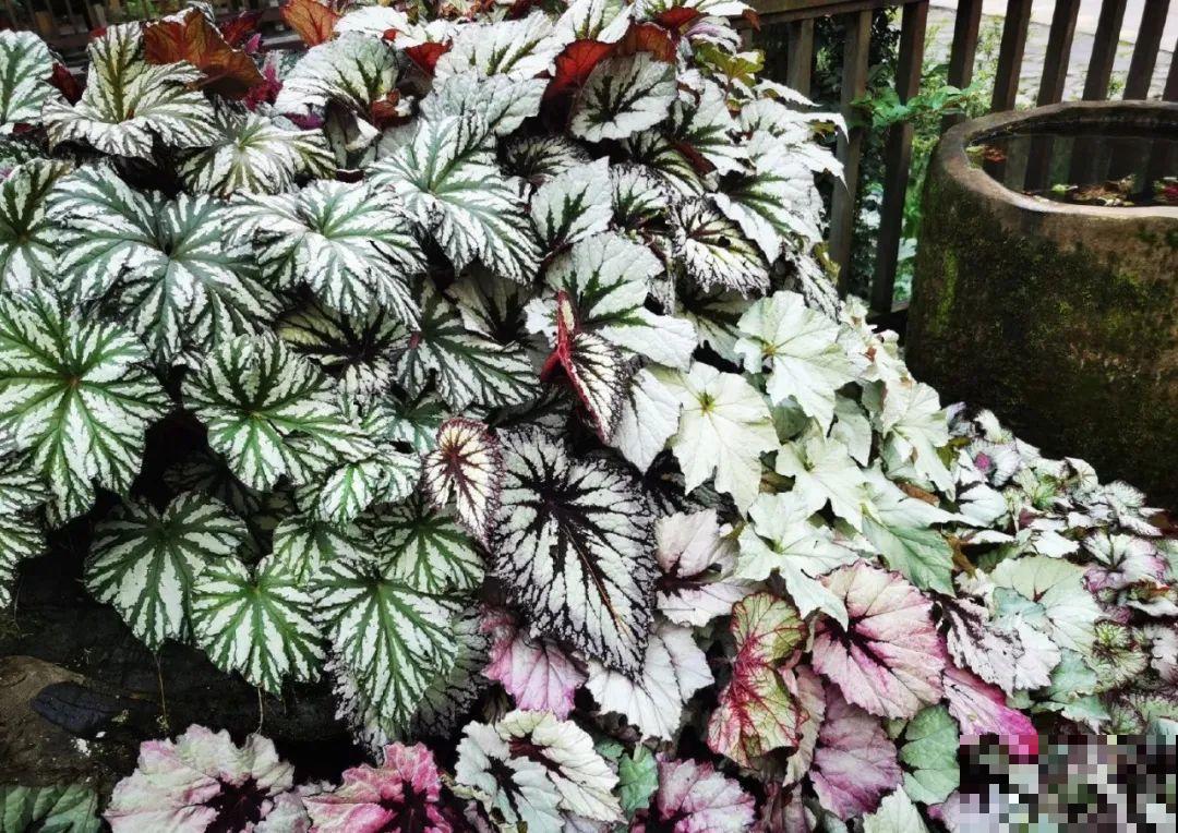 新买一盆花,叶子五颜六色,真怀疑它是不是喷药了? 新买一盆花,叶子五颜六色,真怀疑它是不是喷药了?