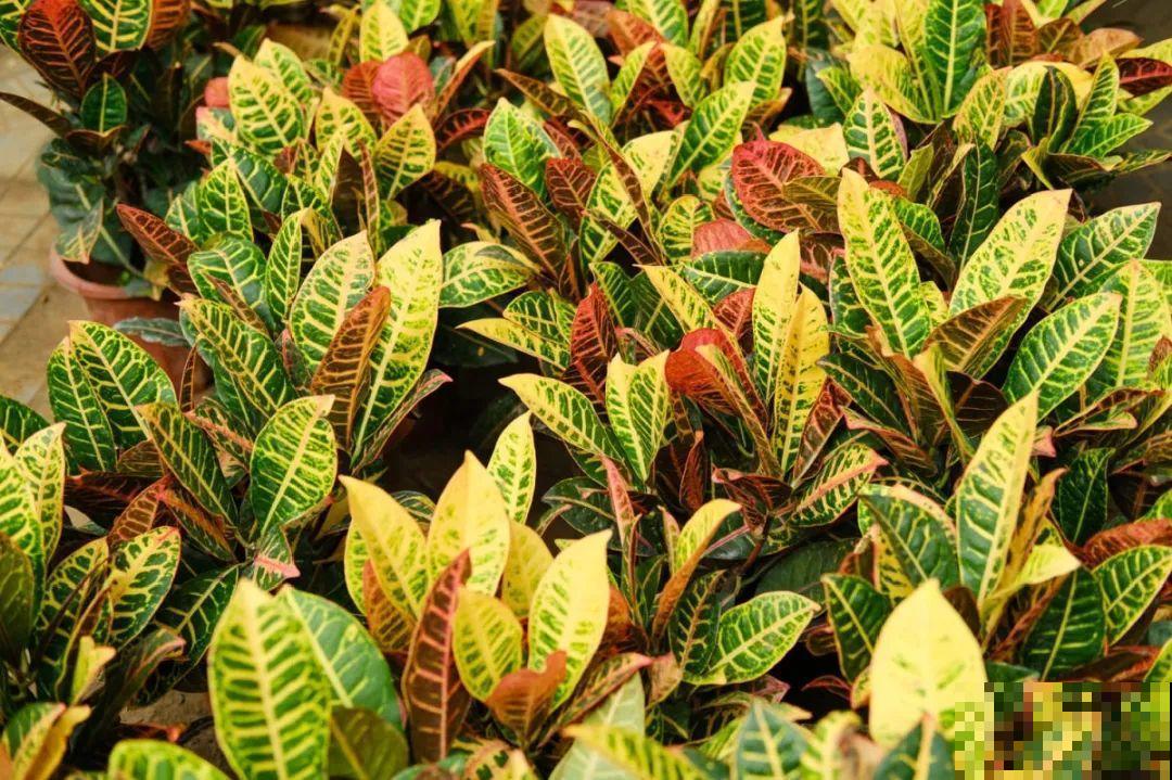 20种有毒花,出门别乱摘,有小孩的特别注意 20种有毒花,出门别乱摘,有小孩的特别注意