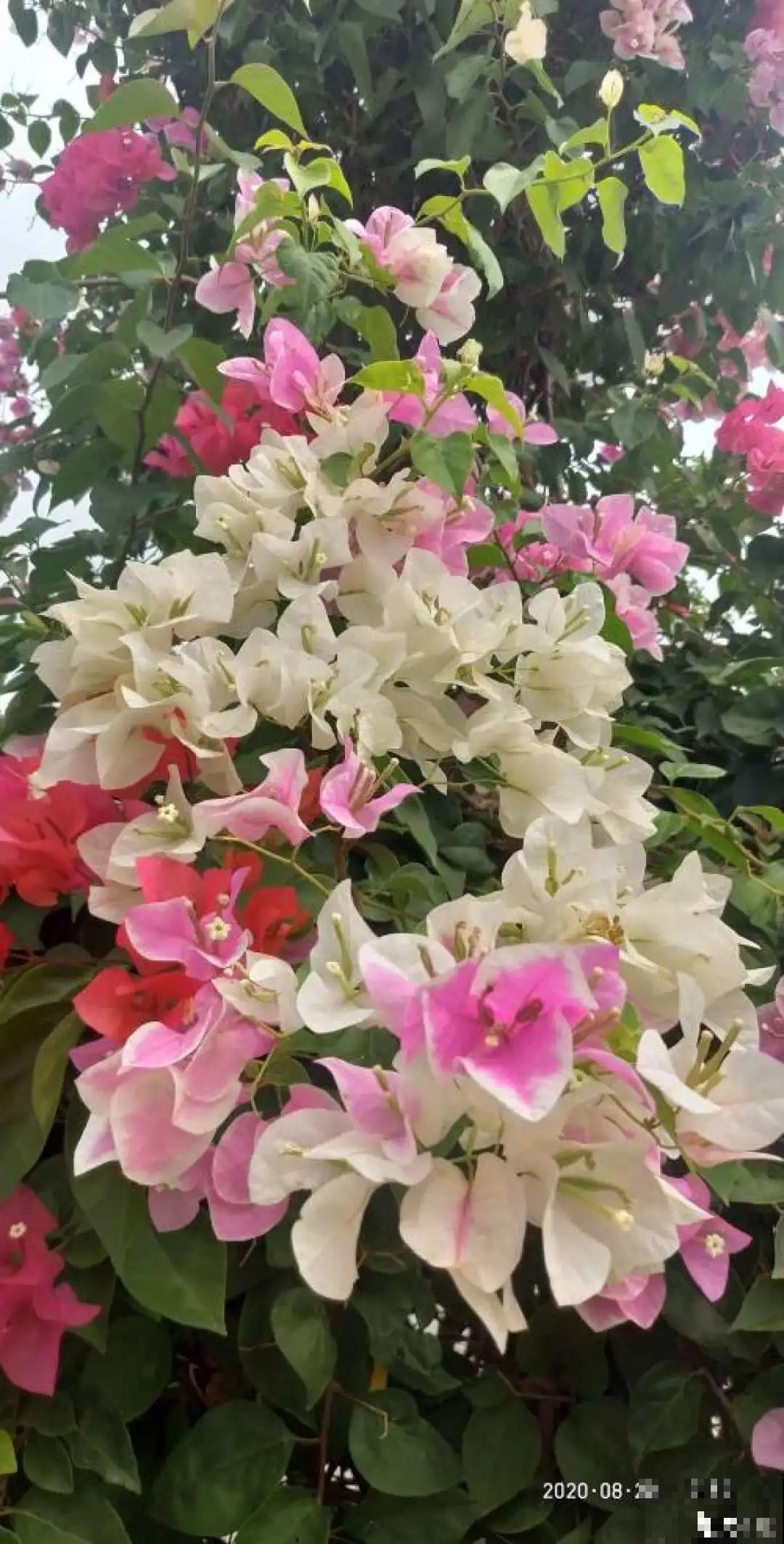 6种花开花就像假的,花期还特长,凑近一看才能辨别 6种花开花就像假的,花期还特长,凑近一看才能辨别