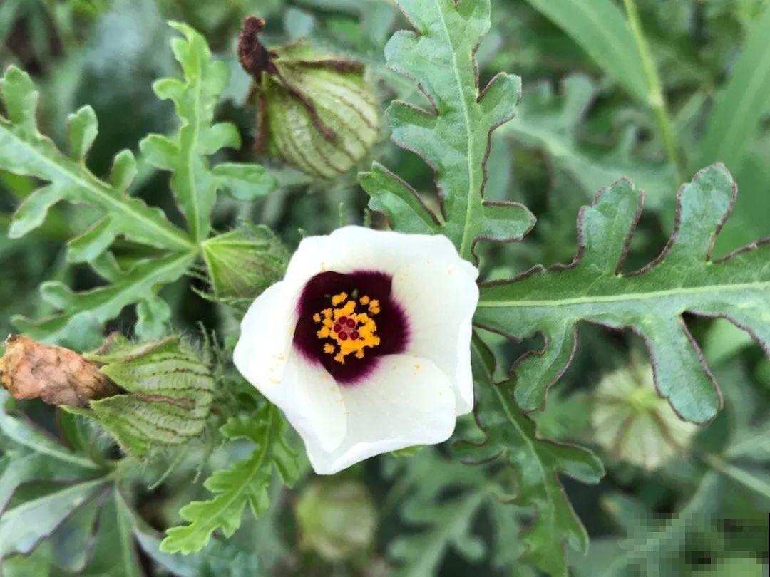 38种入侵植物,全村出来挖,挖完又长一大片 38种入侵植物,全村出来挖,挖完又长一大片