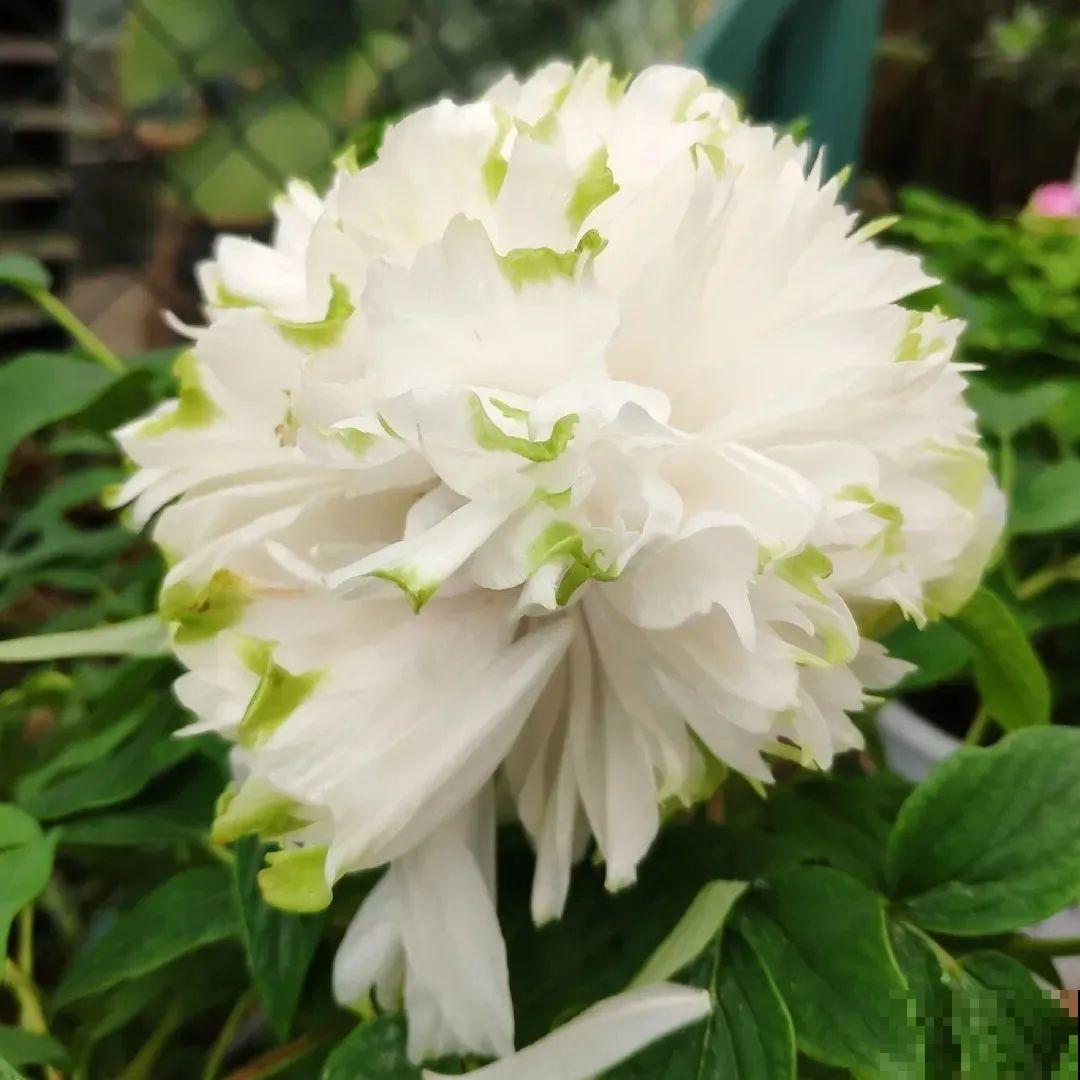 这花只能秋天养,埋土里就活,晚了再等一整年! 这花只能秋天养,埋土里就活,晚了再等一整年!