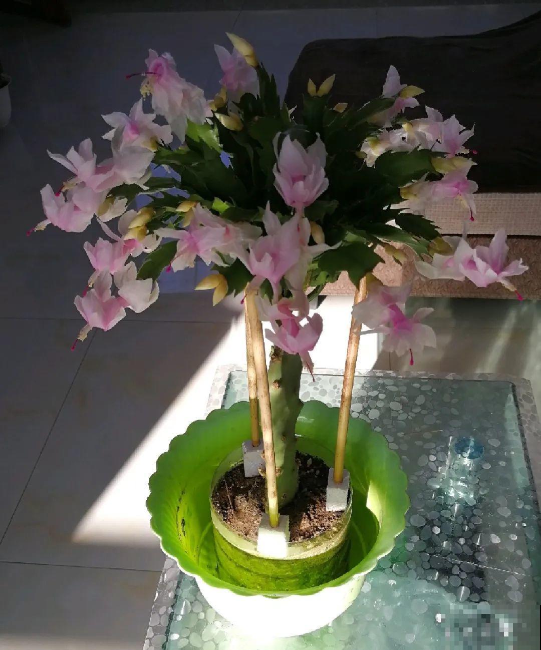 嫁接达人,玉树嫁接长寿上,花友直呼内行! 嫁接达人,玉树嫁接长寿上,花友直呼内行!