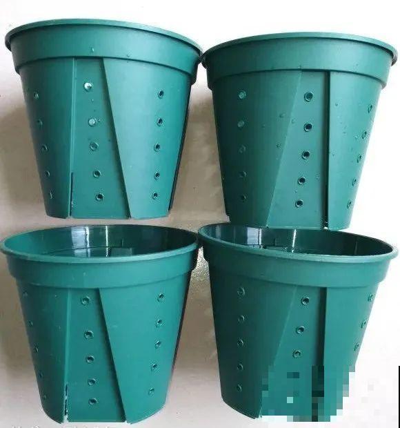 秋老虎来了，9种花进入“死期”，切莫大意！