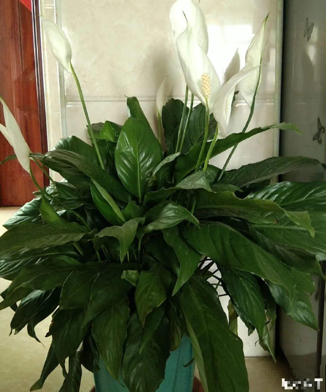 龟背竹是“吸废气”高手，家里放一盆，门窗紧闭也能空气清新！