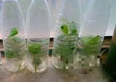 扦插有啥难？1根吸管，插活6盆花，太简单了！