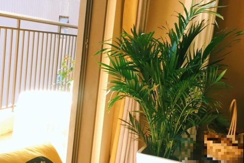 这5种绿植,长得实在太像了,一不小心就买到假货! 这5种绿植,长得实在太像了,一不小心就买到假货!