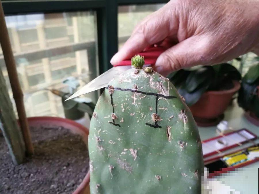 嫁接达人,玉树嫁接长寿上,花友直呼内行! 嫁接达人,玉树嫁接长寿上,花友直呼内行!