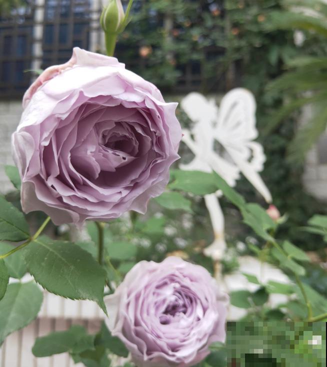 养花不要贪多，只选一个最好的品种，随便养养就爆盆！