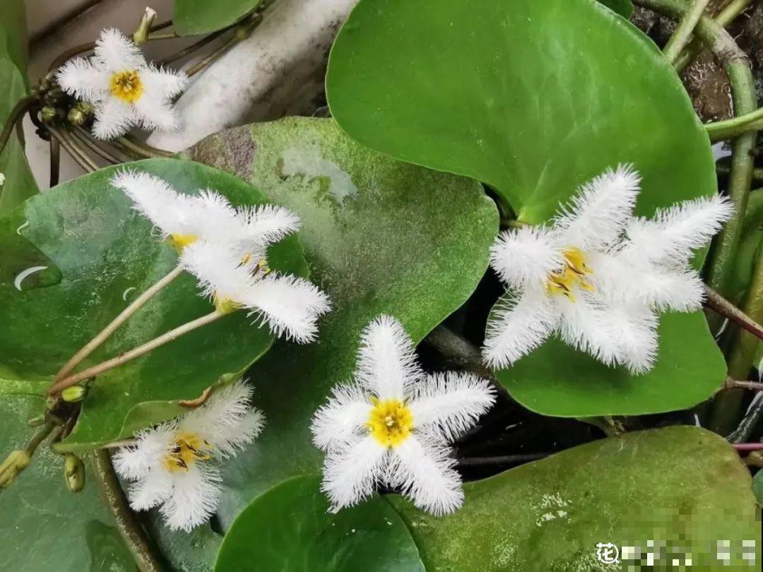 看图猜花名，100道题，测你的养花天分！