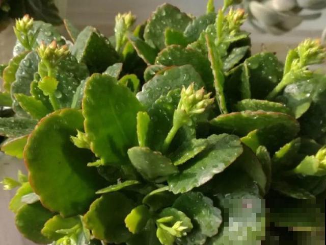 缺肥的7大表现，看清楚，再对症施肥！