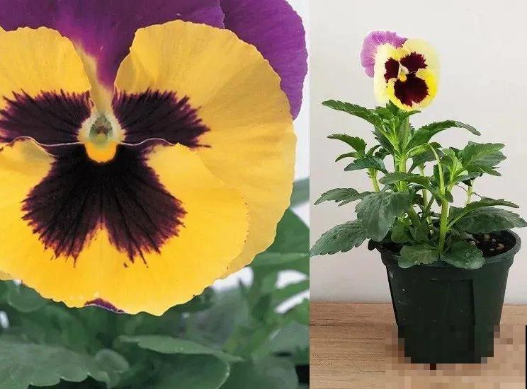 三色堇简直是开花机器,一盆能开3个色,阳台开出花彩虹! 三色堇简直是开花机器,一盆能开3个色,阳台开出花彩虹!