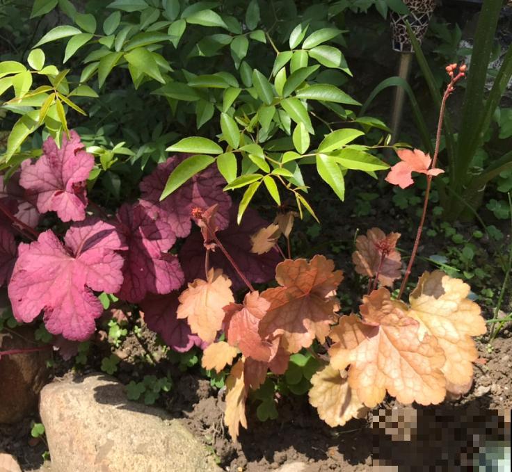 秋天就适合种草,叶子五彩斑斓,比月季三角梅都好看! 秋天就适合种草,叶子五彩斑斓,比月季三角梅都好看!