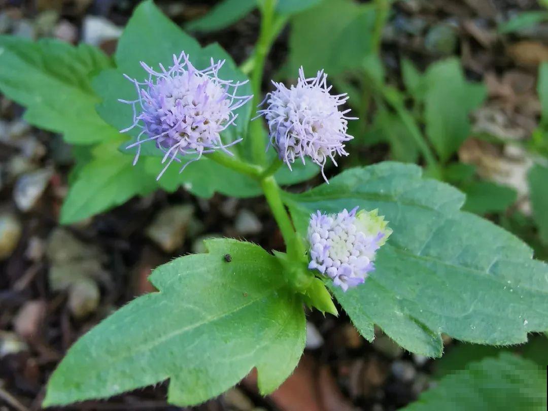 38种入侵植物,全村出来挖,挖完又长一大片 38种入侵植物,全村出来挖,挖完又长一大片