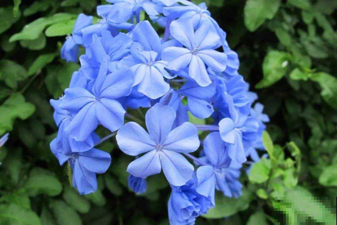 不怕淋雨的5种花,不娇气,淋一次长一茬! 不怕淋雨的5种花,不娇气,淋一次长一茬!