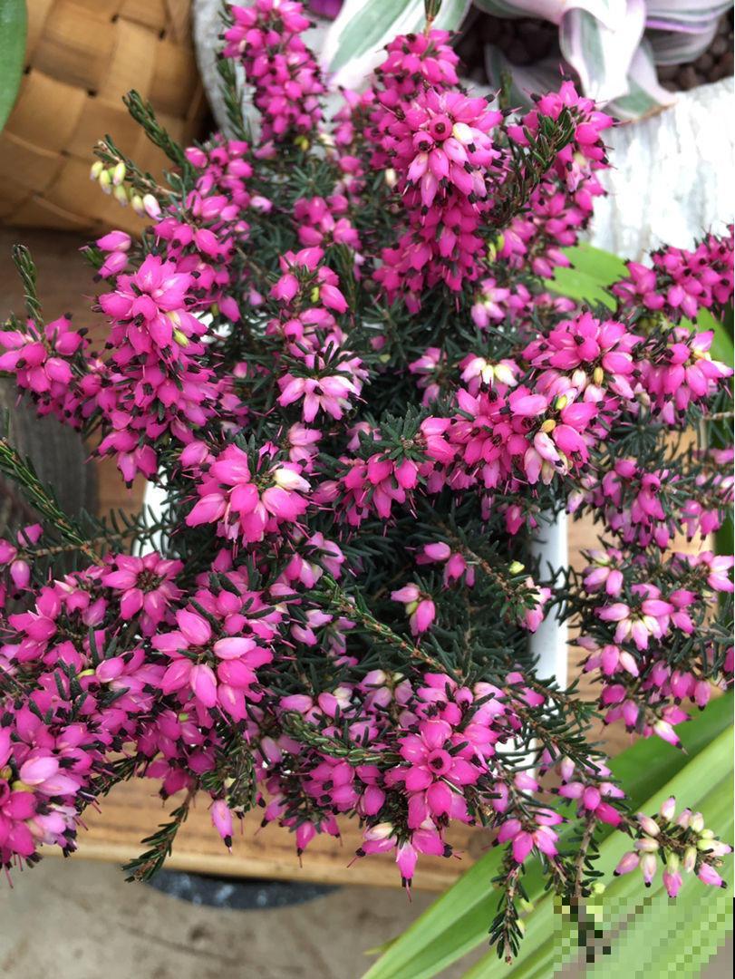 欧石楠，好看到窒息，密集恐惧症患者慎入！