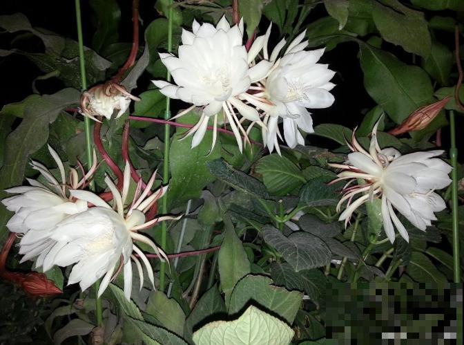 昙花也能白天开？关小黑屋就行，特别简单！