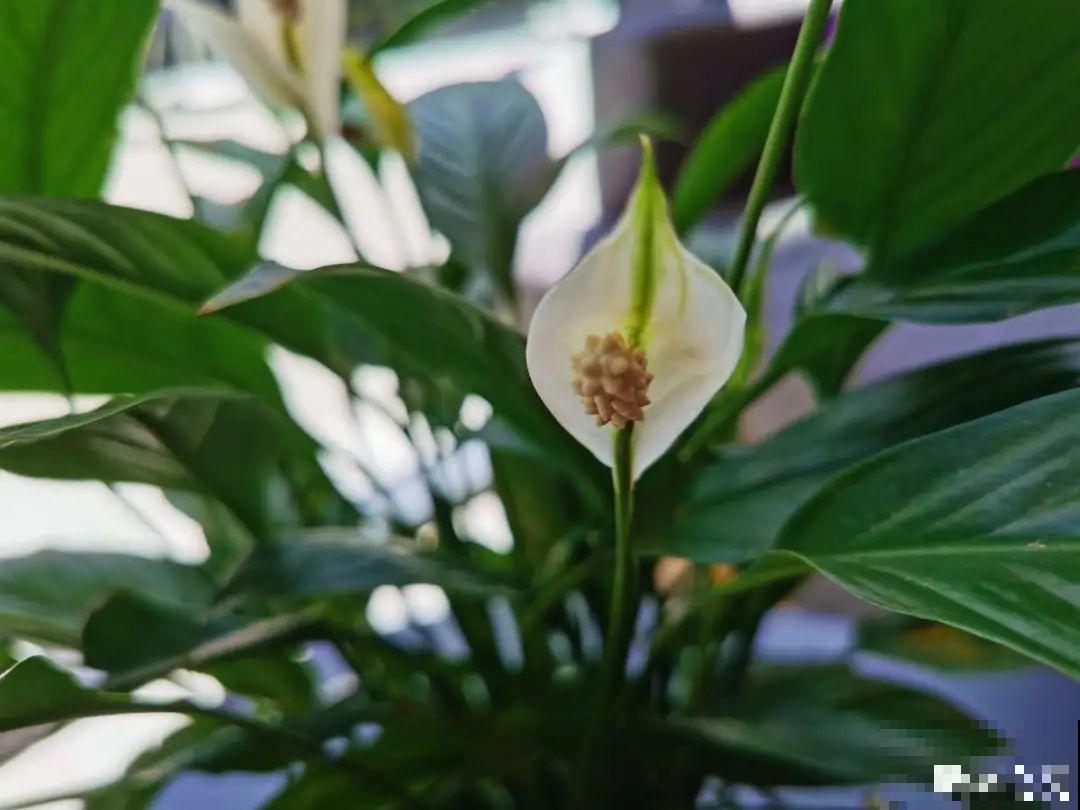 龟背竹是“吸废气”高手，家里放一盆，门窗紧闭也能空气清新！