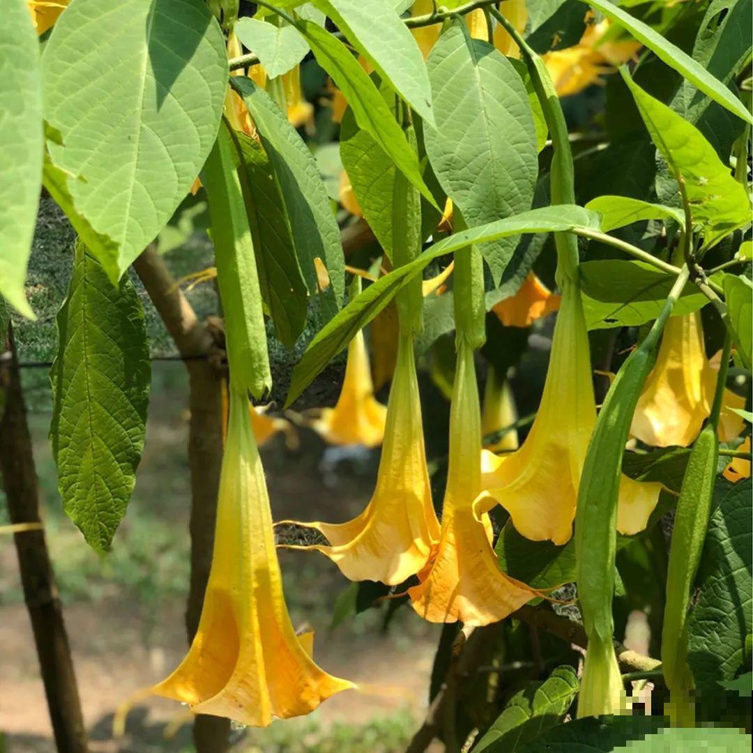 看图猜花名，100道题，测你的养花天分！