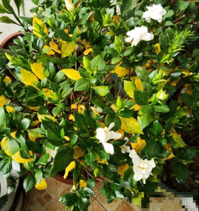 养这4种花，就得配好土，不黄叶不烂根！