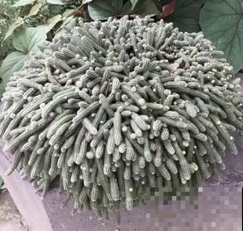 长得最快的多肉，满盆毛毛虫，开花比月季还艳！