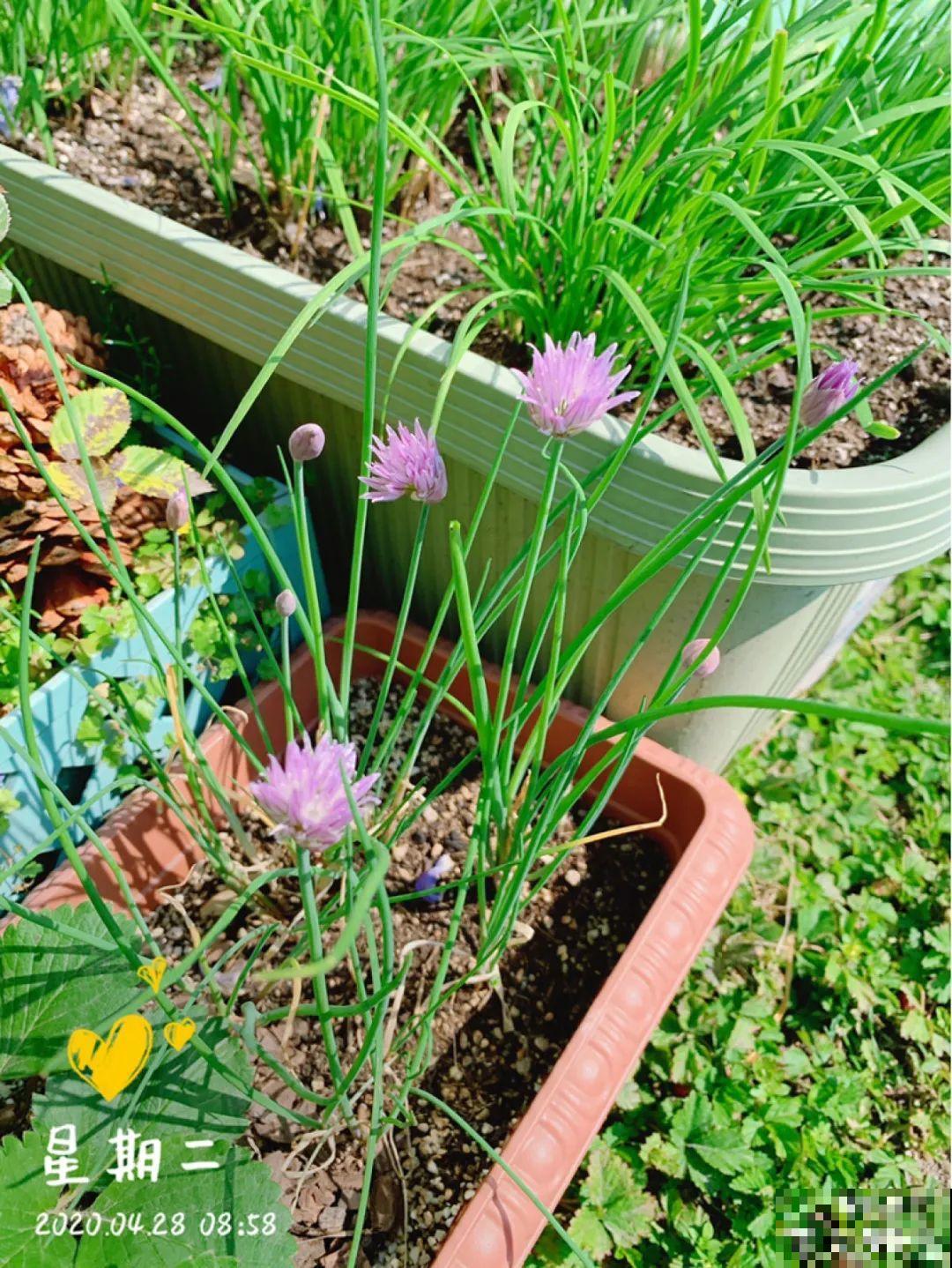 9种花最适合养厨房,去腻吸油烟,香味满屋子! 9种花最适合养厨房,去腻吸油烟,香味满屋子!