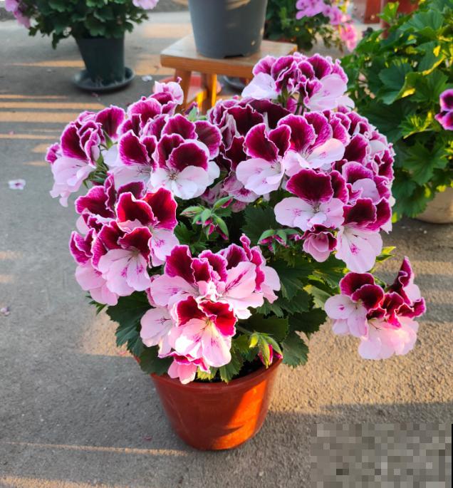 天竺葵最美的20个品种,不养一盆,对不起自己! 天竺葵最美的20个品种,不养一盆,对不起自己!