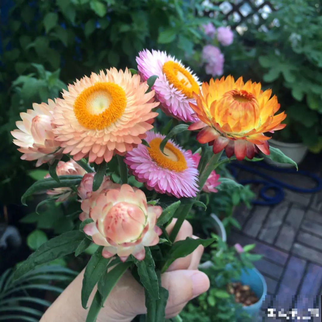 把花剪下来，倒挂几天风干，就能变成永生花！