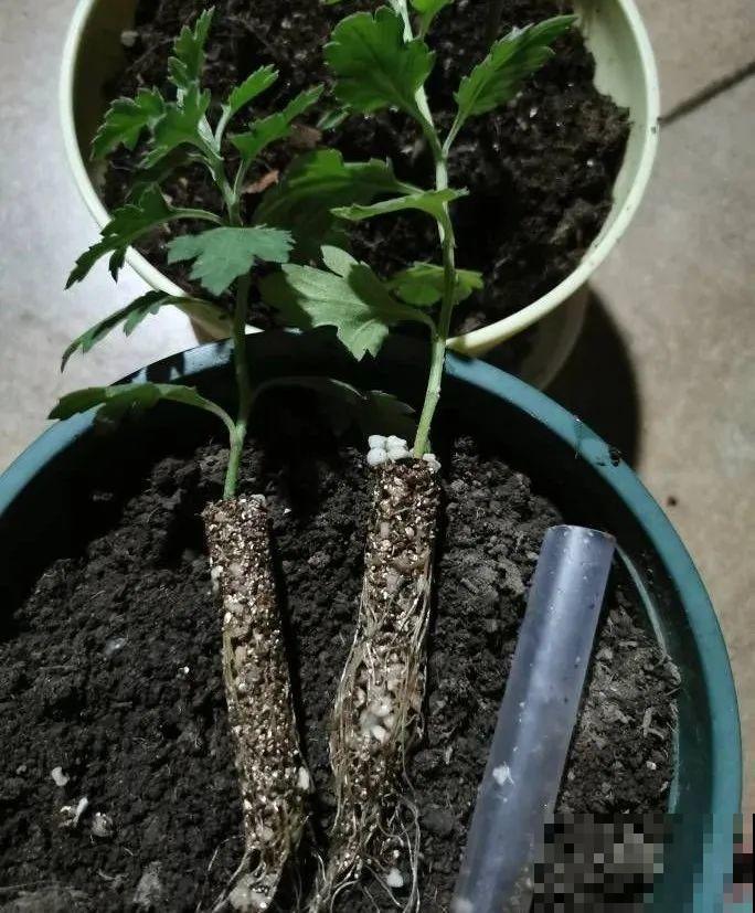 扦插有啥难？1根吸管，插活6盆花，太简单了！